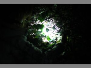 HOLEY MOLEY: The hedgehog burrow, found by Jessica Artingstall which suggests the presence of hedgehogs in the area.