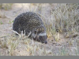 South African Hedgehog in the GEKCO Conservancy- Photo by Tyrone Mckendry