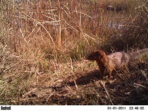 This Slender Mongoose was captured on one of the camera traps in the GEKCO Conservancy. Photo courtesy of Wits APES department and Tyrone Mckendry.