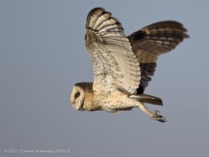 An African Grass-Owl. Photo: Tyrone McKendry and GEKCO