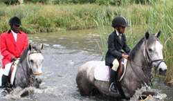 “Equine Needs” survey