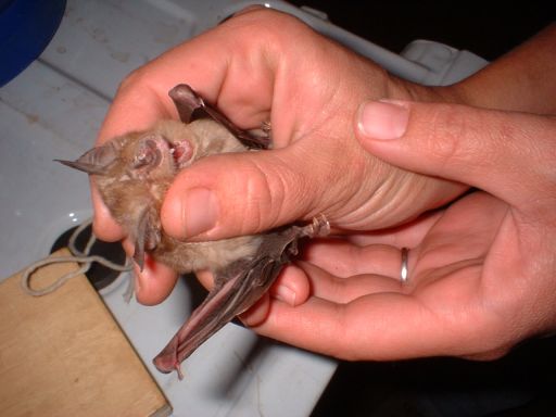 2007 – Bat Talk