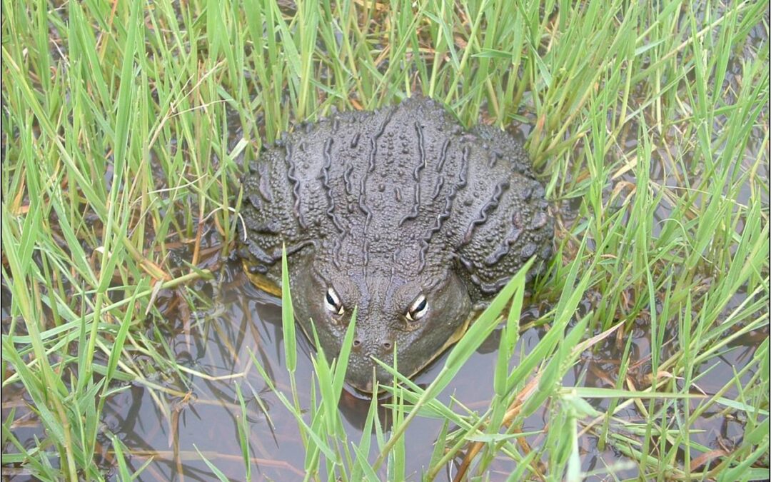2009 – Wetland Rehabilitation Talk