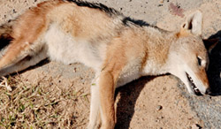 Stop the destruction!