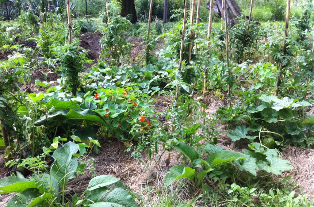 2011 – Permaculture Courses