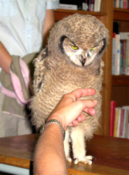 2008 – Owl Talk