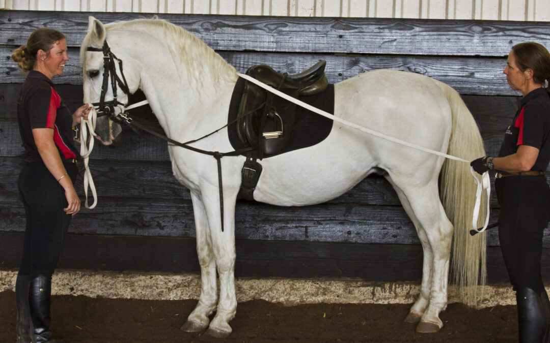 EQUESTRIAN LEGACY DOCUMENT