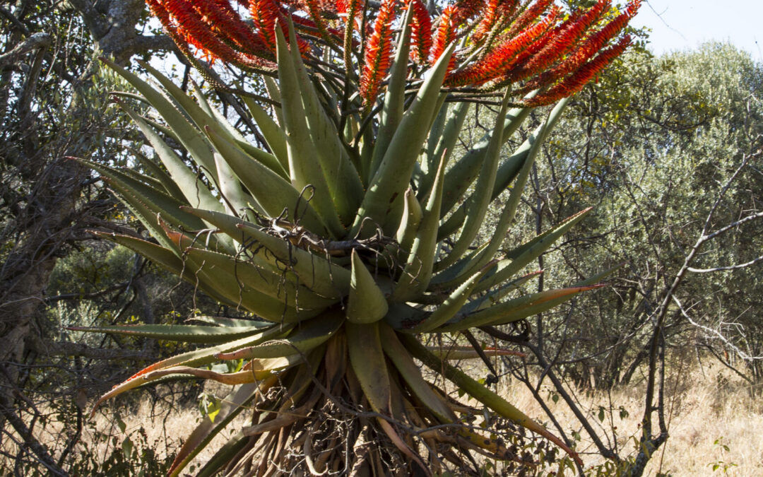 Nature Guide Training – Applicants Needed! – August/September 2014