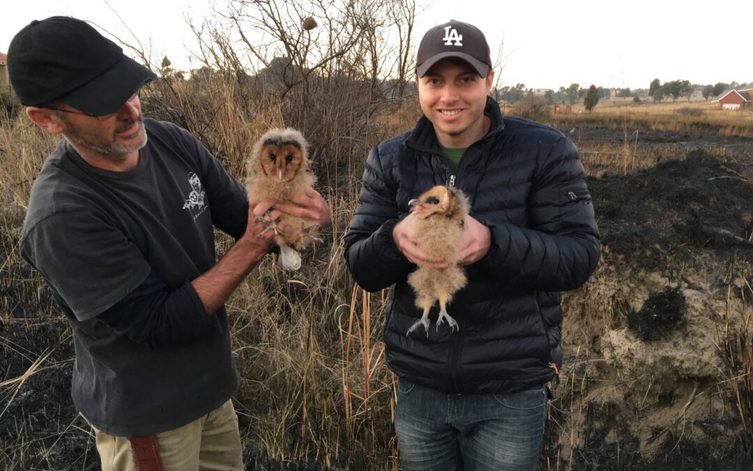 Grass Owl Chicks Rescued from a Raging Fire