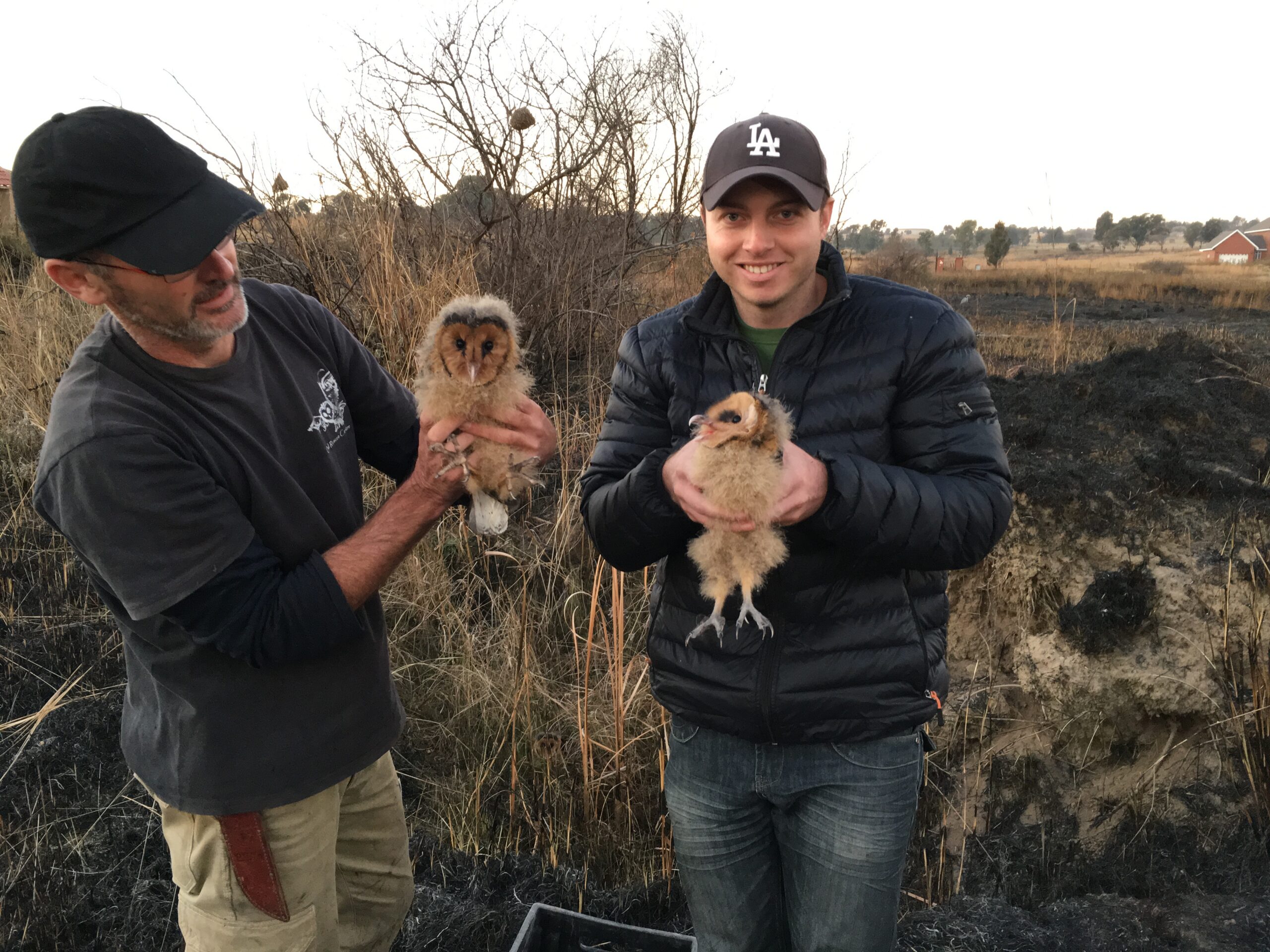 Grass Owl Chicks Rescued from a Raging Fire