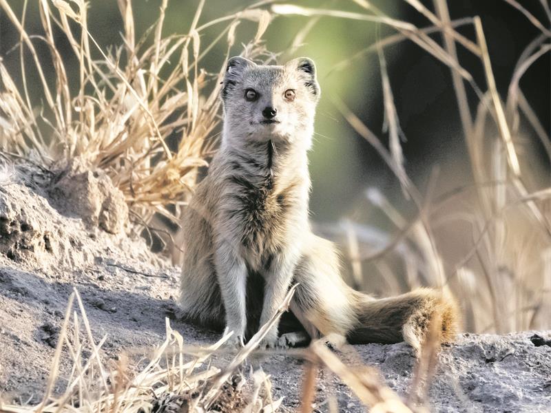 Kyalami’s newest resident