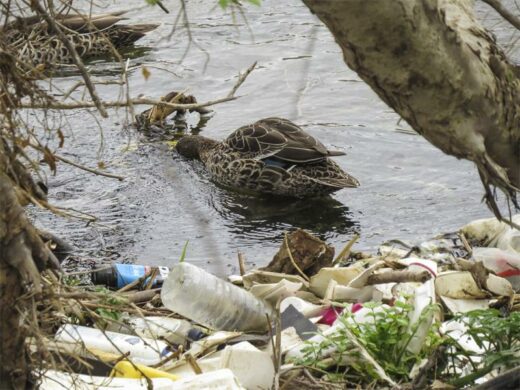 METRO MATTERS: Behind Joburg’s rubbish crisis
